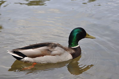 Duck swimming in lake