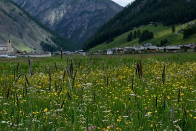 Scenic view of grassy field against mountains