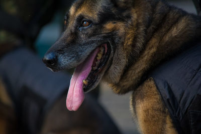 Dog of the armed forces during military parade in celebration of brazil independence