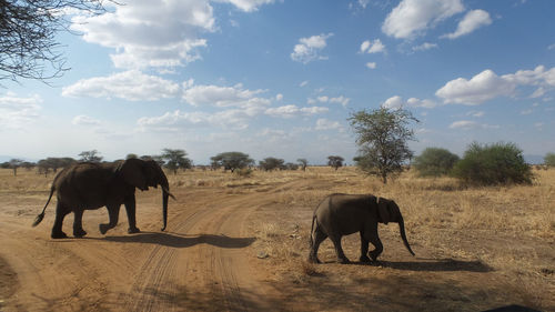 Elephant with calf walking on landscape against sky