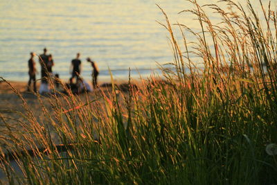 Close-up of grass growing at lakeshore