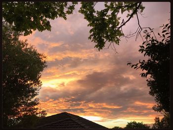 Trees against sky during sunset