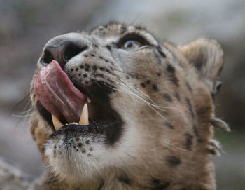 Portrait of a snow leopard