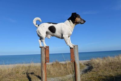Dog on beach against clear sky