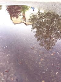 Reflection of trees in water