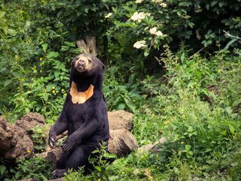 Sun bear sitting in trees