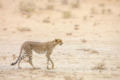 Full length of a cat