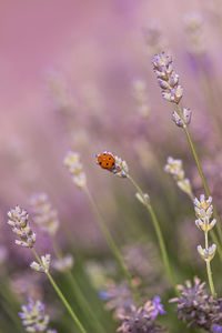 Close-up of  ladybug pollinating on lavender flower