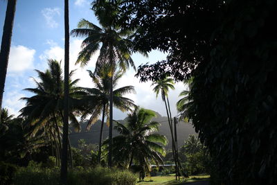 Low angle view of coconut palm trees against sky