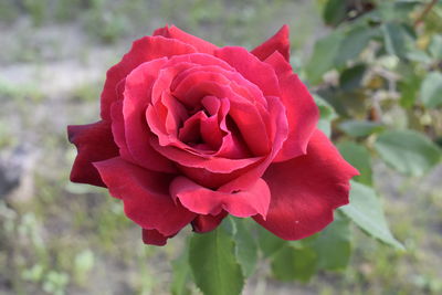 Close-up of pink rose