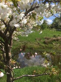 Flowers growing on tree