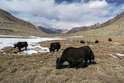 View of a sheep on landscape