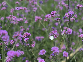 Close-up of purple flowering plants on field