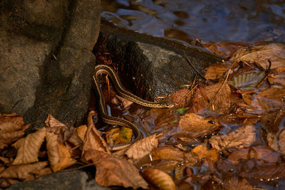 Close-up of black garter snake among the leaves near a rock in early fall