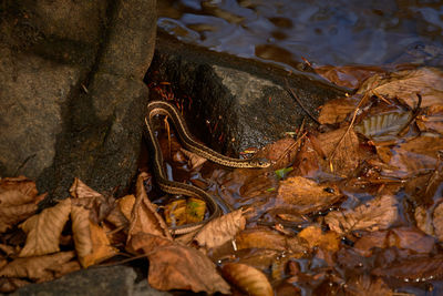 High angle view of dry leaves floating on lake