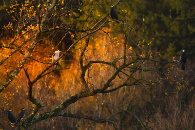 Trees in forest