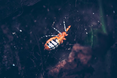 A bug caught in the web of a spider