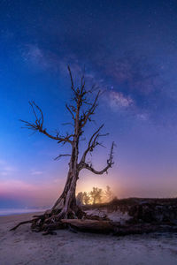 Bare tree on land against sky at night