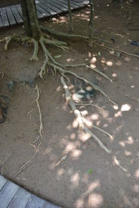 High angle view of bird on sand