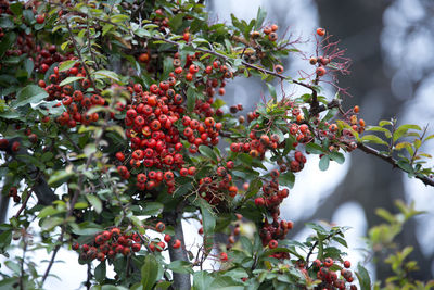 Close-up of berries growing on tree