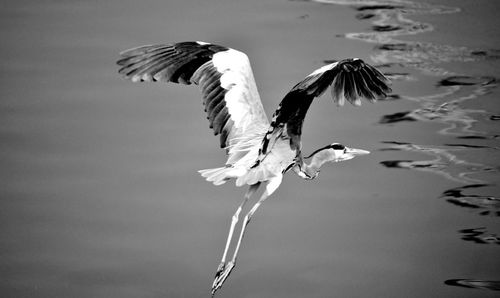 Low angle view of birds flying in sky