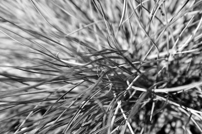 Full frame shot of leaf