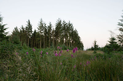 Purple flowering plants on field against sky