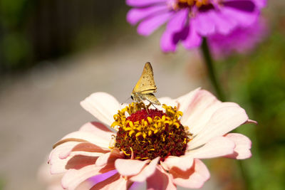 Close-up of butterfly pollinating on flower