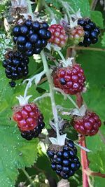 Close-up of strawberries