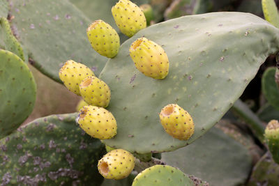 Close-up of prickly pear cactus