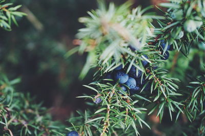 Close-up of fruits growing on plants