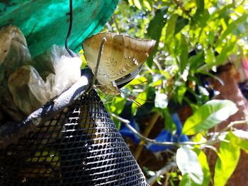 Close-up of butterfly on garbage bin by plants