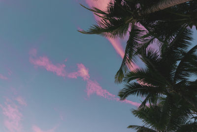 Low angle view of palm tree against sky