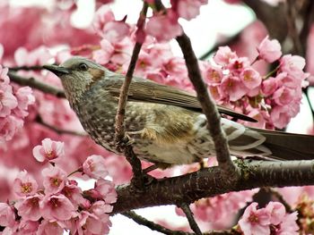 Close-up of bulbul bird perching on cherry blossom