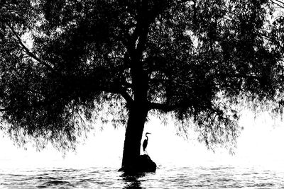 Silhouette tree by lake against sky