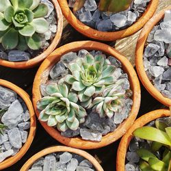 Succulents in terracotta plant pots on wooden table.