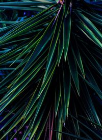 Full frame shot of bamboo plants