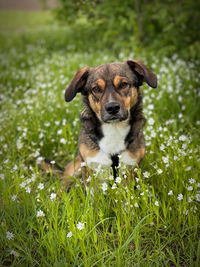 Portrait of dog sitting on grass