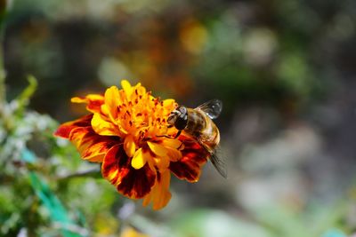 Close-up of bee pollinating on marigold