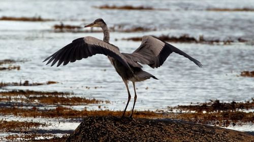 Bird flying over sea