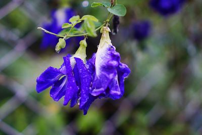 Close-up of wet purple flowering plant
