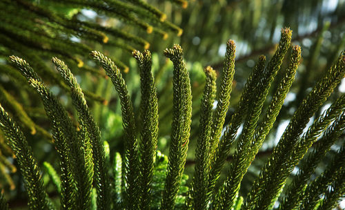 Close-up of plants growing on field