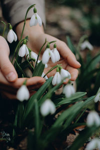 Small snowdrops in the hands of a person, protection of nature