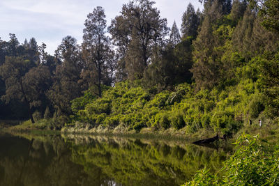 Scenic view of lake amidst trees in forest