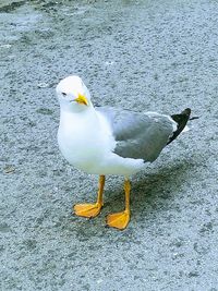 High angle view of seagull perching on a water