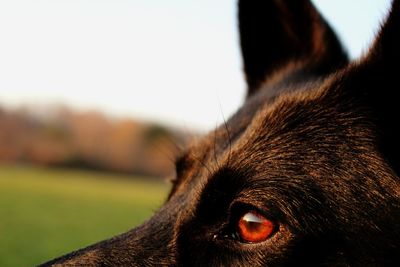 Close-up of a dog