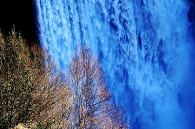 Low angle view of trees against blue sky