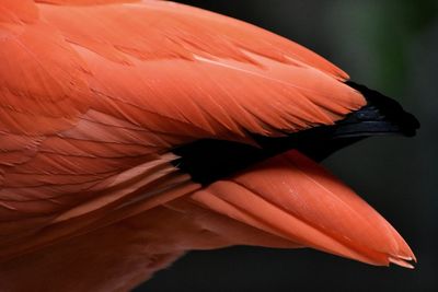 Close up of red leaf