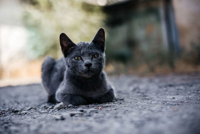 Portrait of black cat relaxing outdoors