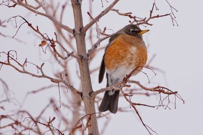 Close-up of bird perching on tree